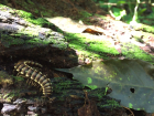 Look at this cool centipede— definitely one of my favorite animal finds thus far!