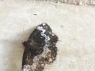 Earlier in the day, I found this beautiful moth resting outside by the pool
