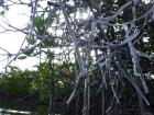 A close-up of the roots of a mangrove tree from the Bahamas