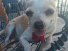 Chetumal can get really hot in the summer... just ask Vero's dog!