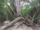Although this is not a mangrove, tree roots are very powerful and important parts of the plant