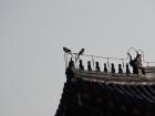 Two birds resting on a building near the Temple of Heaven