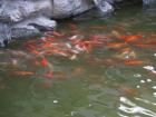 A koi pond in the King's Palace