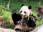 Here's a panda gnawing bamboo with it's sharp teeth and claws