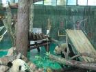 One panda eats while the other plays