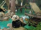 This panda looks happy about his bamboo snack
