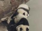 Adorable baby pandas at the zoo