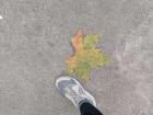 Big leaf on the ground