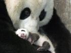A mother panda holds her tiny cub