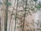 Some bamboo stalks along a wall