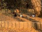Stray cats in China are given a small area in the park where they can find food and water