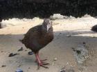 When weka's eyes are hit by the sunlight, they glow red!