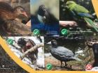 Abel Tasman National Park is home to many different types of birds.