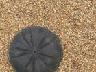 This is a sand dollar! They are a type of flat sea urchin.