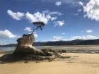 This lonely tree was at Abel Tasman National Park. How do you think it grew there?