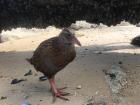 This is the weka we found on the beach. We helped him get a snack by opening up some mussels for him. Yummy!