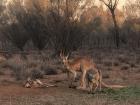 The tallest kangaroo in this picture is Roger's son, Monty.