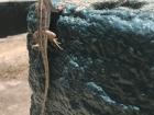Look at how long this lizard's tail is!