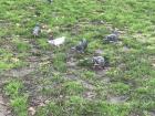 English pigeons