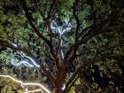 This tree is decorated with lights