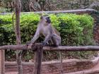 This monkey looks like he is up to no good