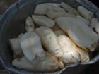 Here is cassava, a type of vegetable grown in Malawi