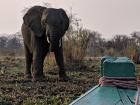This elephant was curious about our boat. They have a great memory, so maybe he will remember me next time!