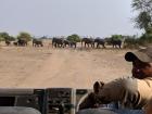 A group of elephants is called a herd or a parade