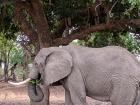 We watched this elephant using his trunk to get leaves from a tree
