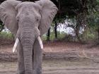 You can tell this is a male elephant because he is taller than a female, and his forehead is more rounded
