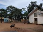 A lot of Malawi is very rural. Here, you can see a goat walking in front of a country hospital!