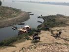Cows + Ganga River = Varanasi