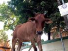 Mooo-ve over, Mr. Cow: you're blocking traffic!