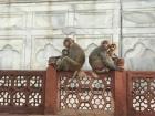 Treat monkeys like part of our animal family!