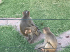 Monkey family strolling in the park