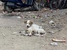 Street dogs may be cute but pose health threats