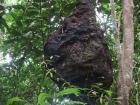 Here is a bigger nest of termites, which are a natural mosquito repellent!