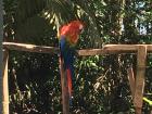 Another rescued macaw that was brought to the rescue center a couple of months ago 