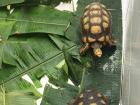 These are turtles that were at the rescued center and were born weeks ago