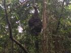 A small nest of termites in the Amazon