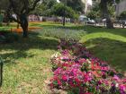 These some beautiful flowers around Parque Kennedy are a reminder that it is spring time in Lima!  