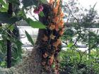 One of the art pieces inspired by the plants of the Botanical Gardens in Oulu