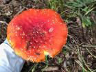 This is a good example of a mushroom NOT to pick, and the completely white variety is even more poisonous 