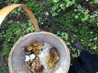 I may not have picked the most mushrooms, but they sure were tasty! The red and white one in this basket was my friends, and the guide tossed them later