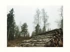 While these trees most likely were cut down for firewood or home use, they may also be a part of the extensive sustainable logging industry here in Finland 