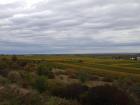 Fields of grapevines stretching on toward the horizon