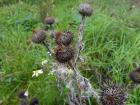 Common in the U.S.A. as well, "Disteln" (thistle) is plentiful in Landau