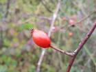 The red, oval-shaped berry is the fruit of the rose plant