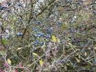 A tree full of "Schlehen" (sloes or blackthorn) growing along my path on the Ebenberg