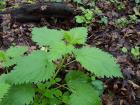 Though it looks much like mint, stinging nettle is prickly little plant that can sting like a jellyfish